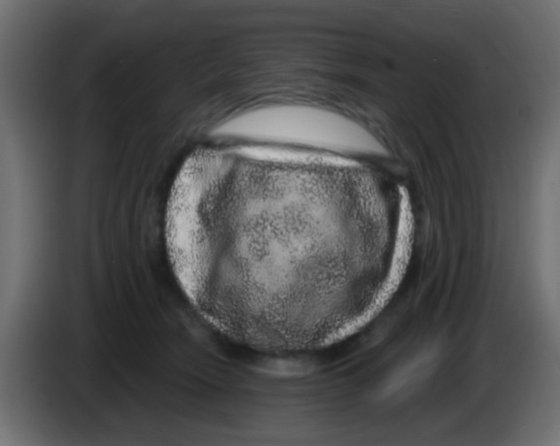 X0000083050466200703022115