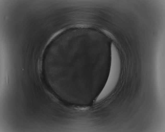 X0000083050484200703022114