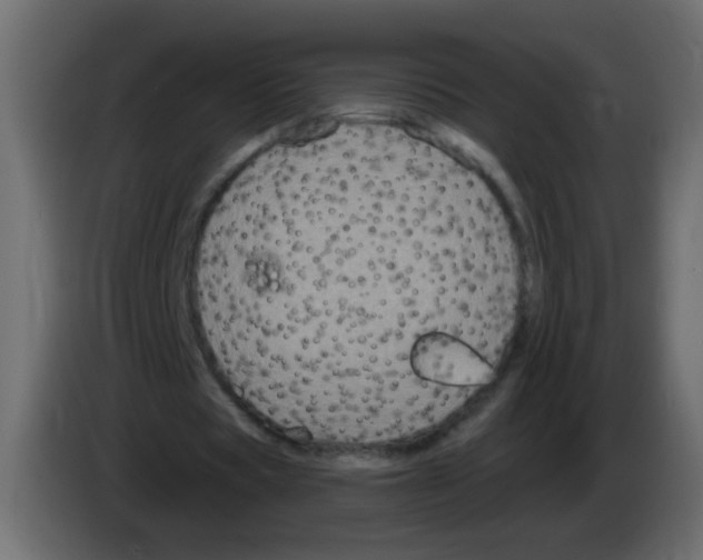 X0000083050529200703022113