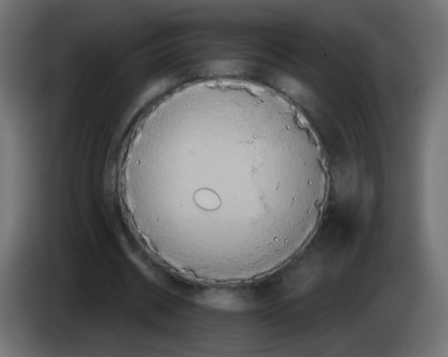 X0000083050534200703022113