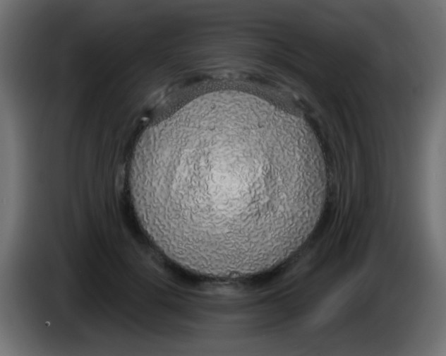 X0000083050652200703022112