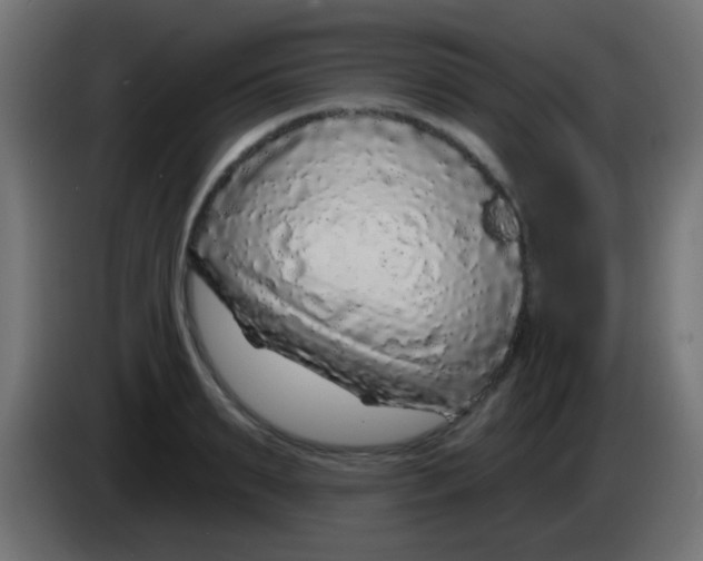 X0000083050895200703022108