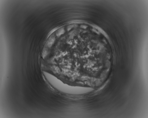 X0000083050953200703022108