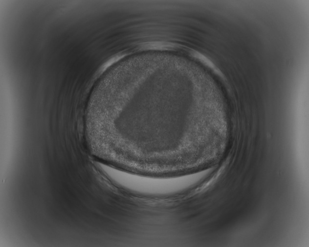 X0000083051025200703022106