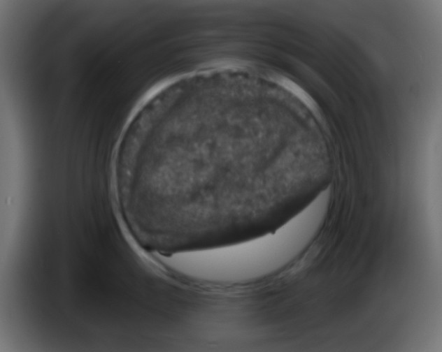 X0000083051055200703022106