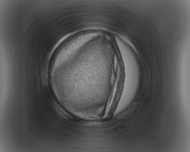 X0000083051068200703022105