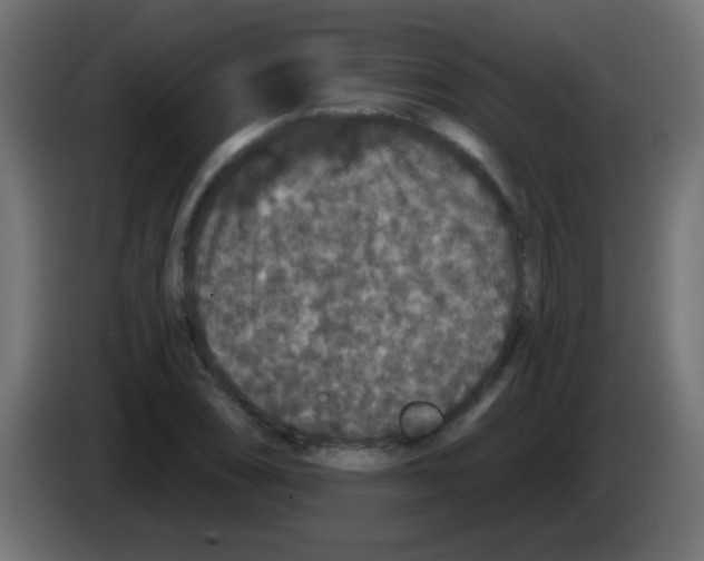 X0000083051074200703022105