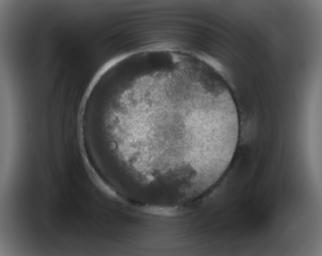 X0000083051086200703022105