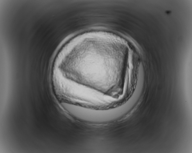 X0000083051240200703022103