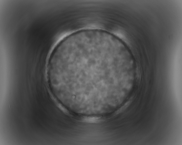 X0000083051278200703022102