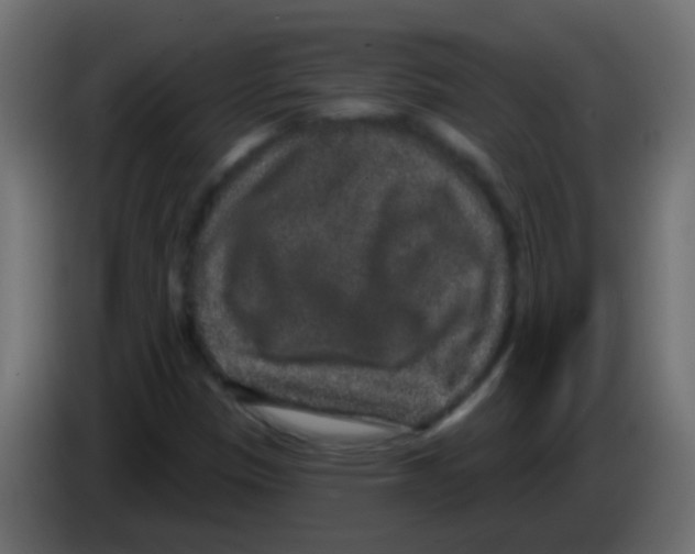 X0000083051305200703022102