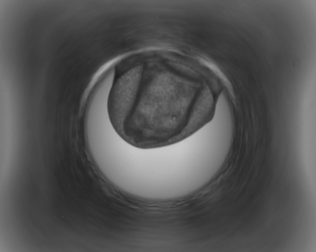 X0000083051320200703022102