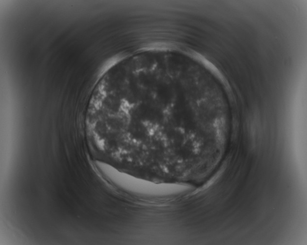 X0000083051329200703022102