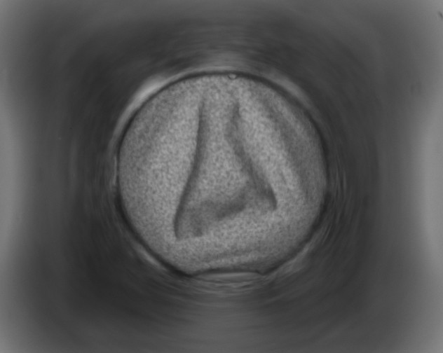 X0000083051366200703022101