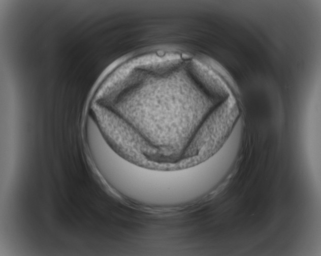 X0000083051436200703022101