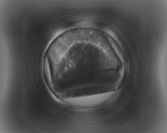 X0000083051482200703022100