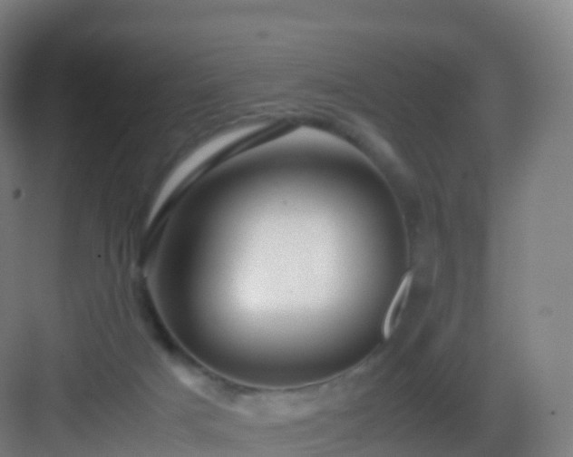 X0000083060025200702091516