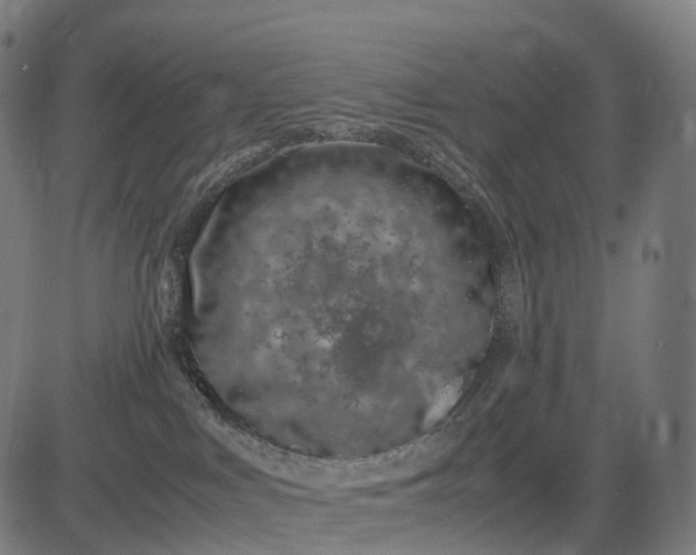 X0000083060043200702161807