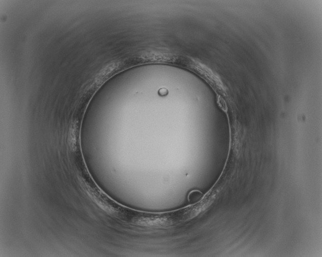 X0000083060065200702161807