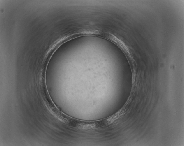 X0000083060155200702161805