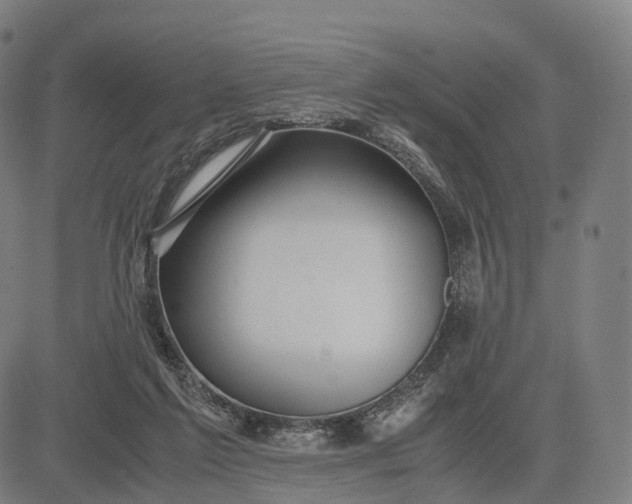 X0000083060213200702161805