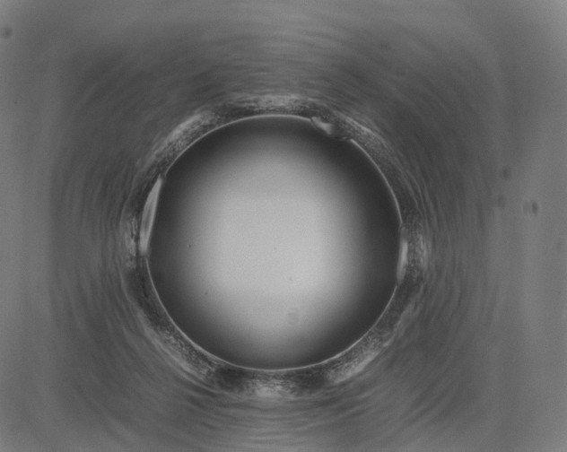 X0000083060264200702161804