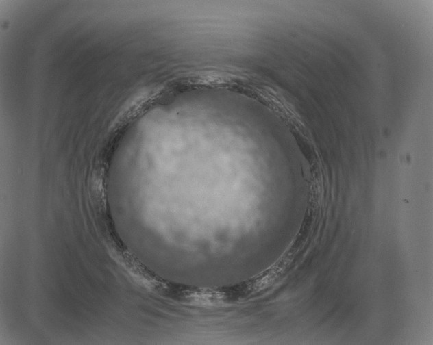 X0000083060415200702161801