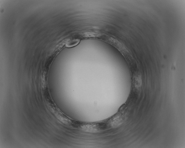 X0000083060422200702161801