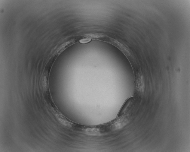 X0000083060426200702161801