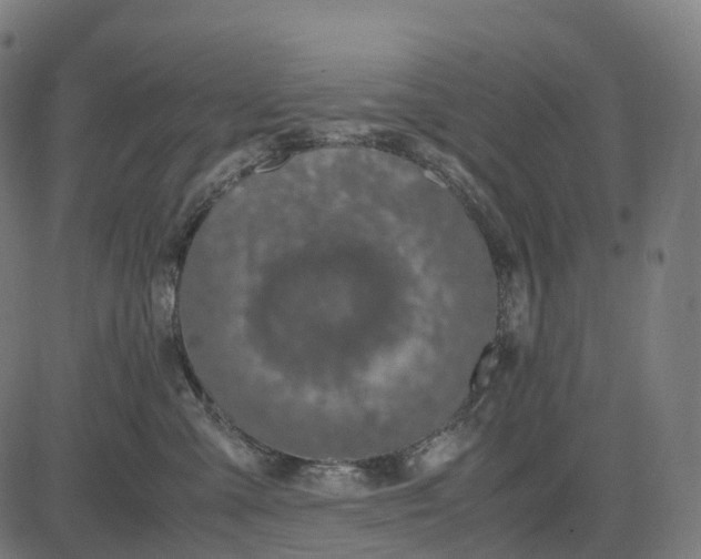 X0000083060427200702161801