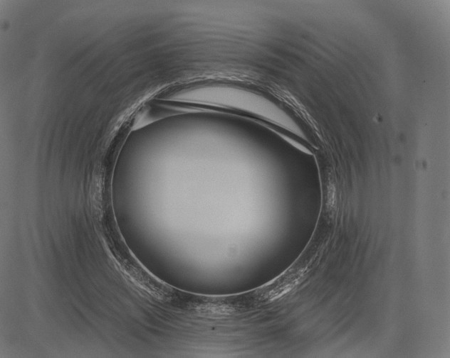 X0000083060444200702161800