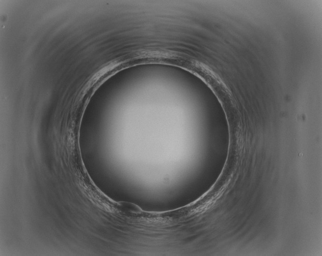 X0000083061025200702161751