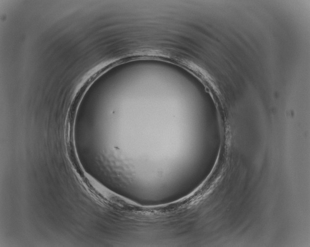 X0000083061125200702161750