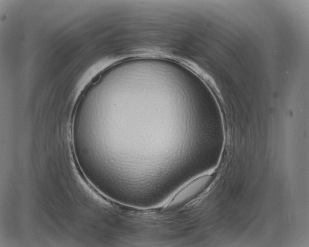 X0000083061239200702161748