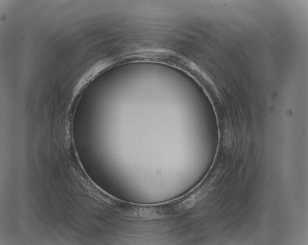 X0000083061362200702161746