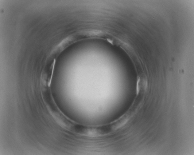 X0000083060264200702232029