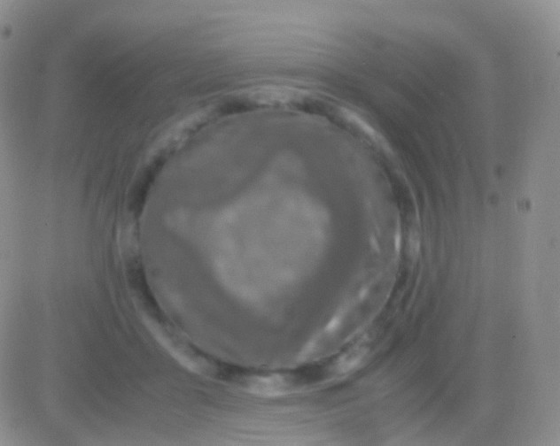 X0000083060411200702232026