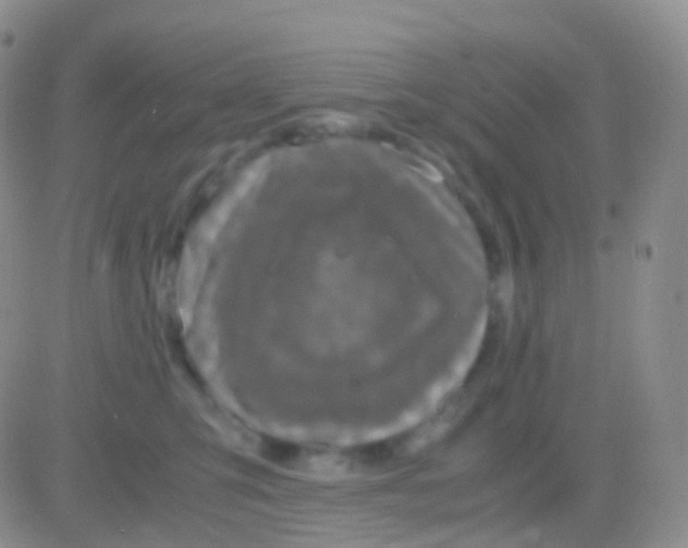 X0000083060423200702232026