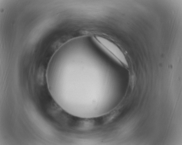 X0000083060525200702232024