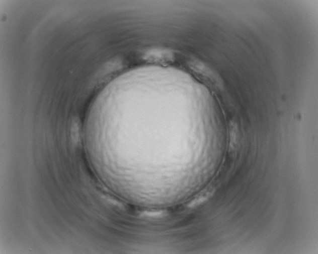 X0000083060659200702232022