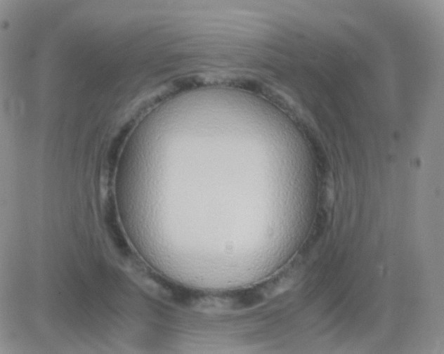 X0000083060691200702232021