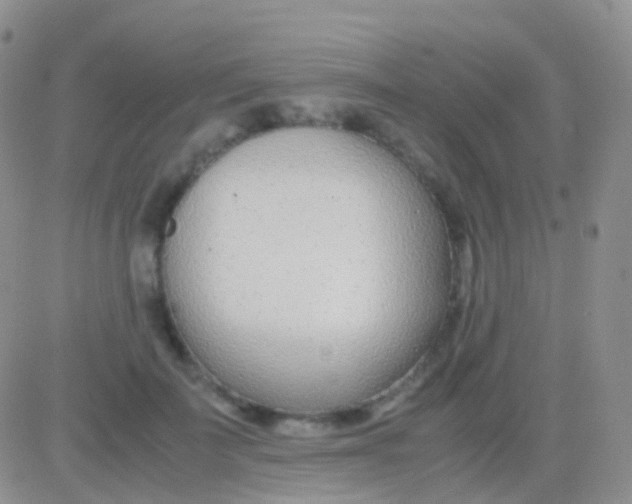 X0000083060699200702232021