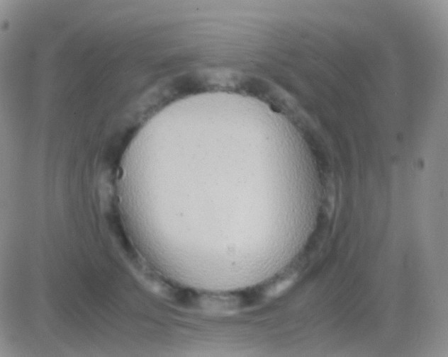 X0000083060707200702232021