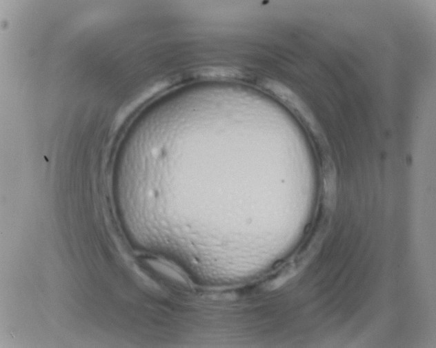 X0000083060721200702232020