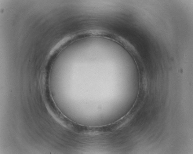 X0000083060730200702232020