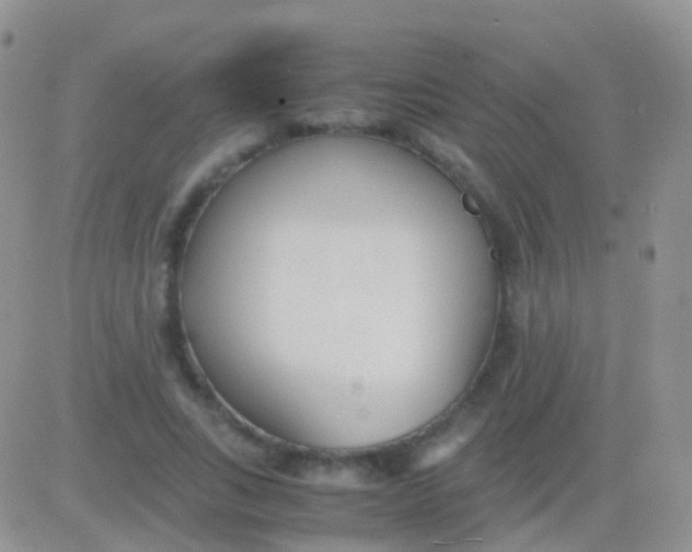 X0000083060735200702232020