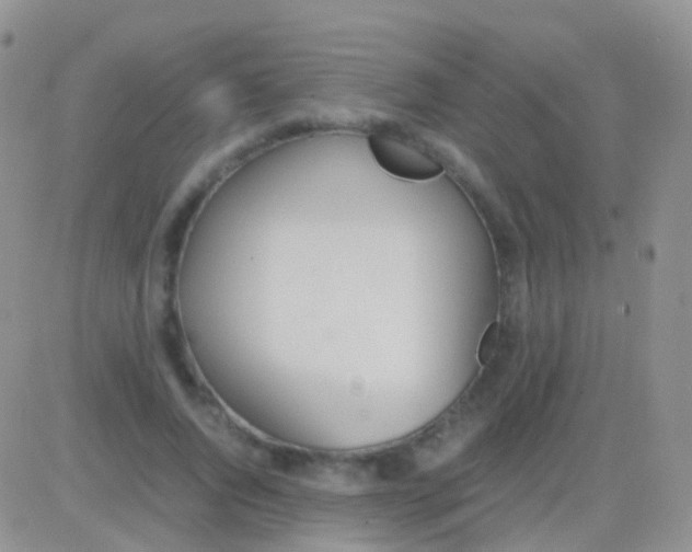 X0000083060736200702232020