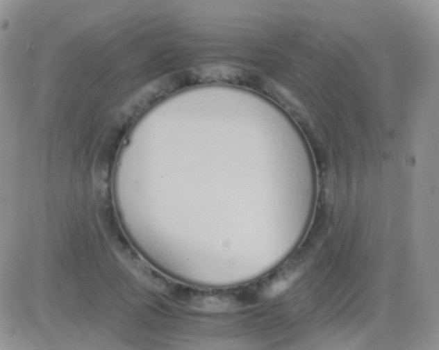 X0000083060737200702232020