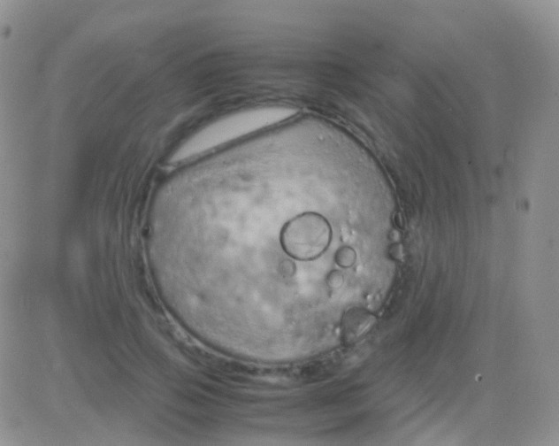 X0000083060741200702232021