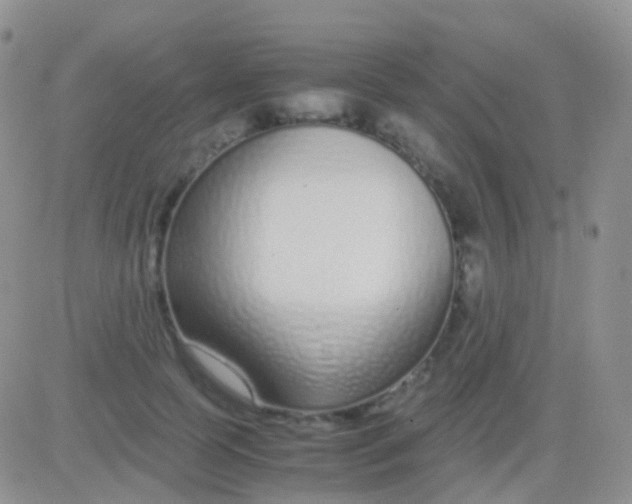 X0000083060745200702232021